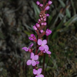 purple flowering plant
