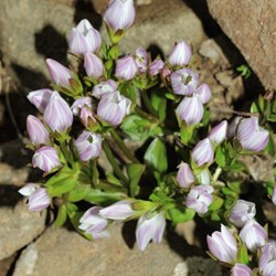 mauve flowers amongst the rocks