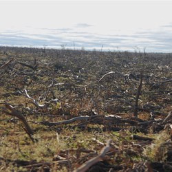 Cyclone devastation in the coastal fringes around 80 Mile Beach.