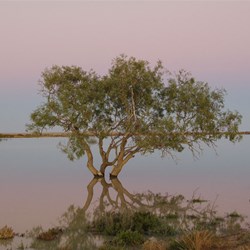 Sunrise on the Cooper Creek ferry site