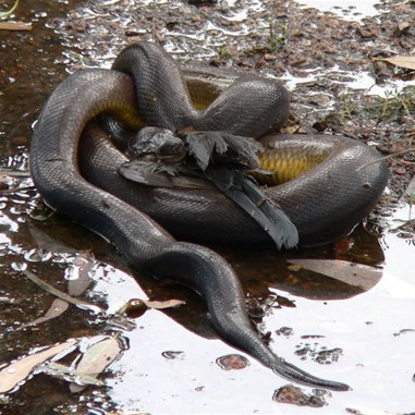 Good bite, but its only one wing