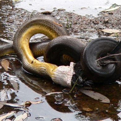 Eating a bird is a curly business