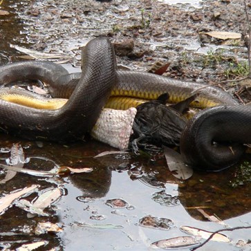 Getting this meal down is quite an effort.