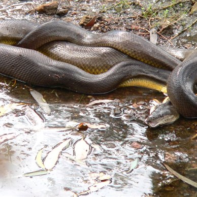 Meal over, now get the jaws back in place...