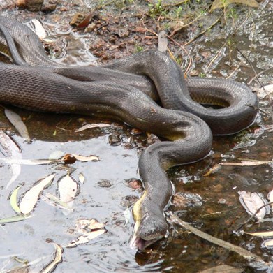 Its time to sleep this meal off