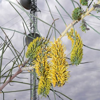Giant Hakea and microwave tower, Devil's Marbles, NT