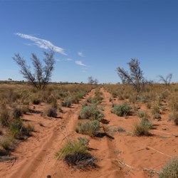 The Annas Plains Track looking east