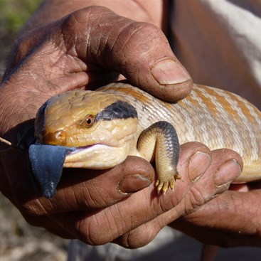 Dinner - not really.  A blue tongue lizard caught by JW