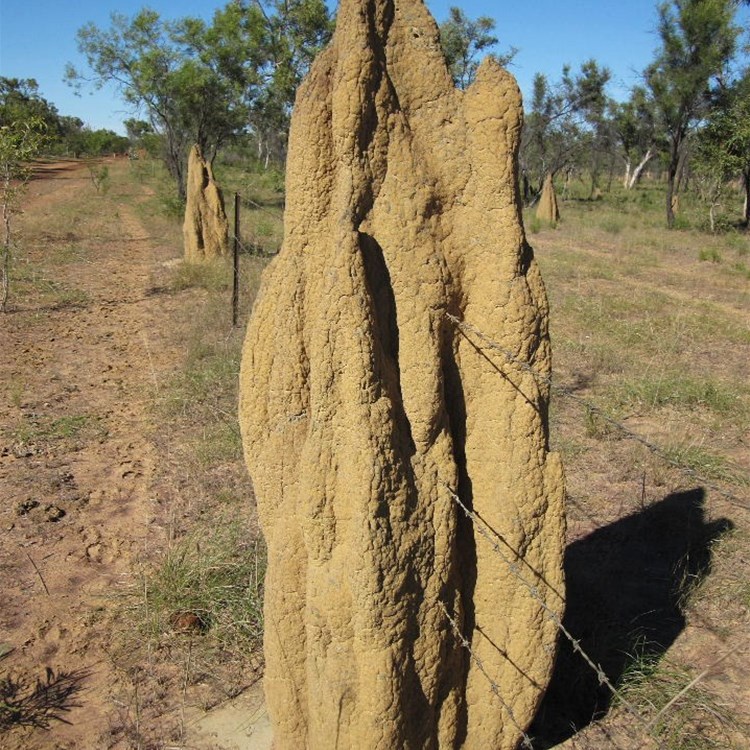 Outback termite fencing!