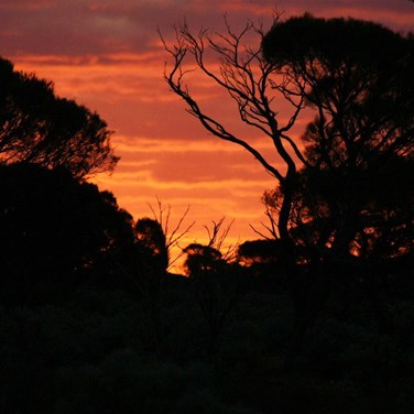 Connie Sue Sunset 2009