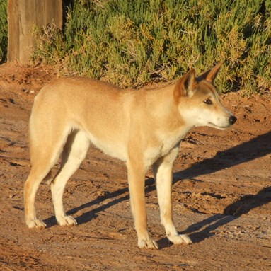 Dalhousie Dingo - 2007