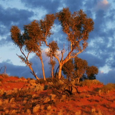 Desert Gum - Track to Helena Spring 2009