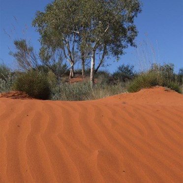 Desert Sands -  Airplane Lake CSR 2007