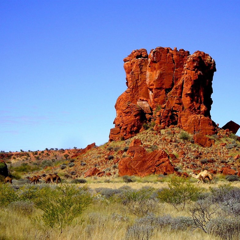 Camels at Hanging Rock - Rudall River 2008