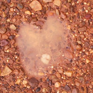 Ship of the desert - Lake McKay WA 2009