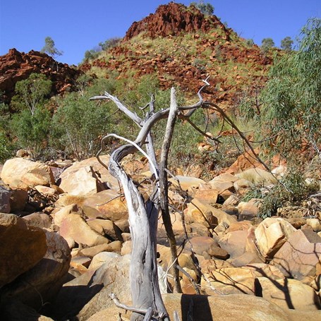 Desert Queen Baths Gorge - Rudall River 2007