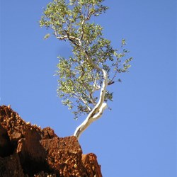 Lone Tree - DQB Rudall River 2007