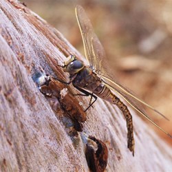 Dragonfly - Millstram Chichester 2008