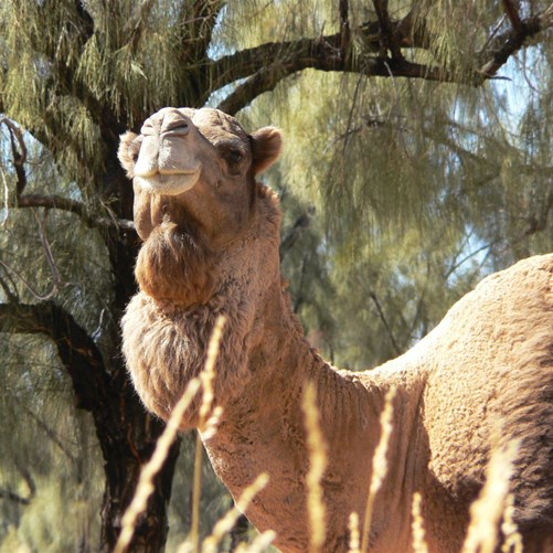 It's good to be the King! - Sandy Blight Junction Track 2008