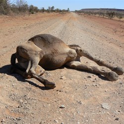 Road Kill - Gary Junction Road NT 2008