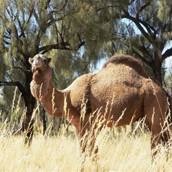 Yes, can I help you? - The King of the Sandy Blight 2008