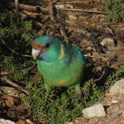 Ringneck - Gammon Ranges 2005