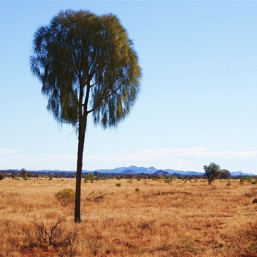 Ehrenberg Ranges and Desert Oak - Gary Junction Road WA 2009