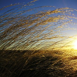 Spinifex - Little Sandy Desert 2006