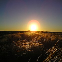 Spinifex sunset - Little Sandy Desert 2006