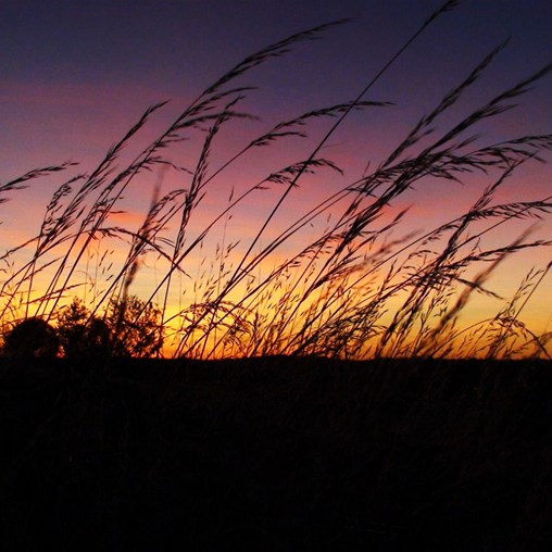 Spinifex sunset - Great Sandy Desert 2009