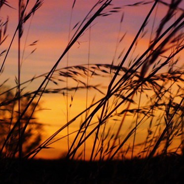 Spinifex sunset - CSR 2009