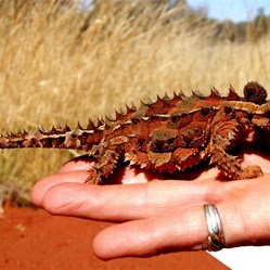 'Fatboy' the Thorny Devil - Great Central Road 2006