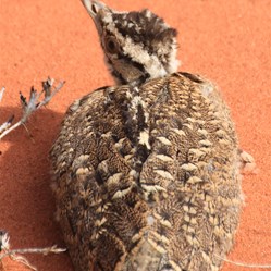 Seldom seen - A bustard chick
