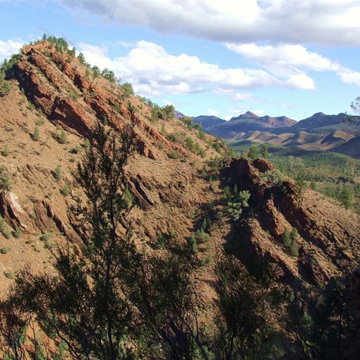 Acraman - Flinders Ranges SA 2007