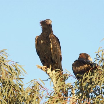 Black Breasted Buzzard - Birdsville Track 2008
