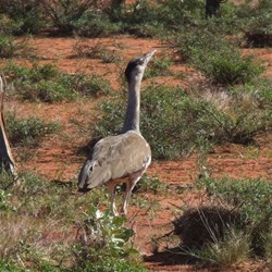 Bustard - Hunt Oil Road 2008