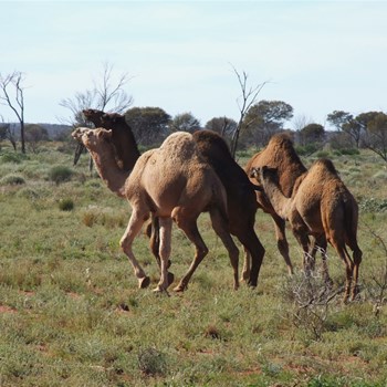 Camels - Mount Davies Raod 2007