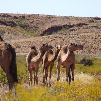Camels - Rudall River 2006