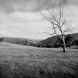 Deddick Springs Front Paddock