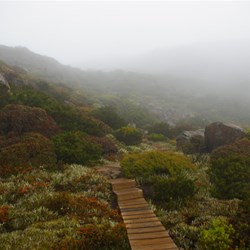 boardwalk track across the Tarn shelf in Mt Field National Park, Tasmania