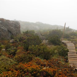 boardwalk disappearing into the Tarn shelf mists in Mt Field National Park Tasmania