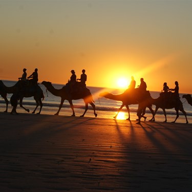 Cable Beach Camels at sunset.
