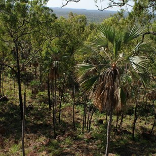 Livistonia Palms on the edge of the escarpment