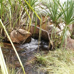 Water gushing from a rock!