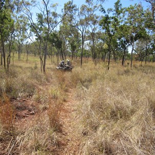 Pushing through the scrub
