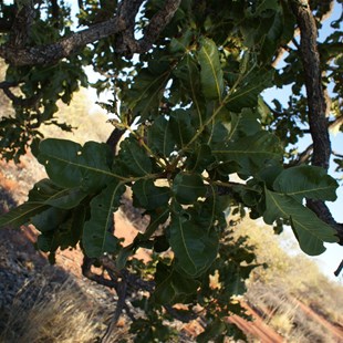 Clustered foliage of the Desert Walnut