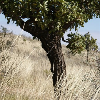Desert Walnut (Owenia Reticulata)