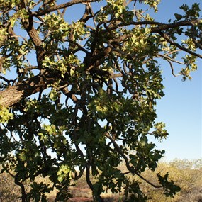 Limbs and foliage of the Desert Walnut