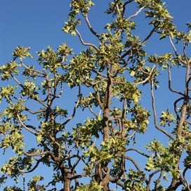 Torturous limbs of the Desert Walnut