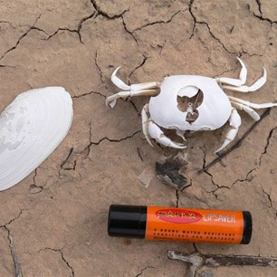 Not what we expeced to see, crab and mussel shell, lipscreen for scale